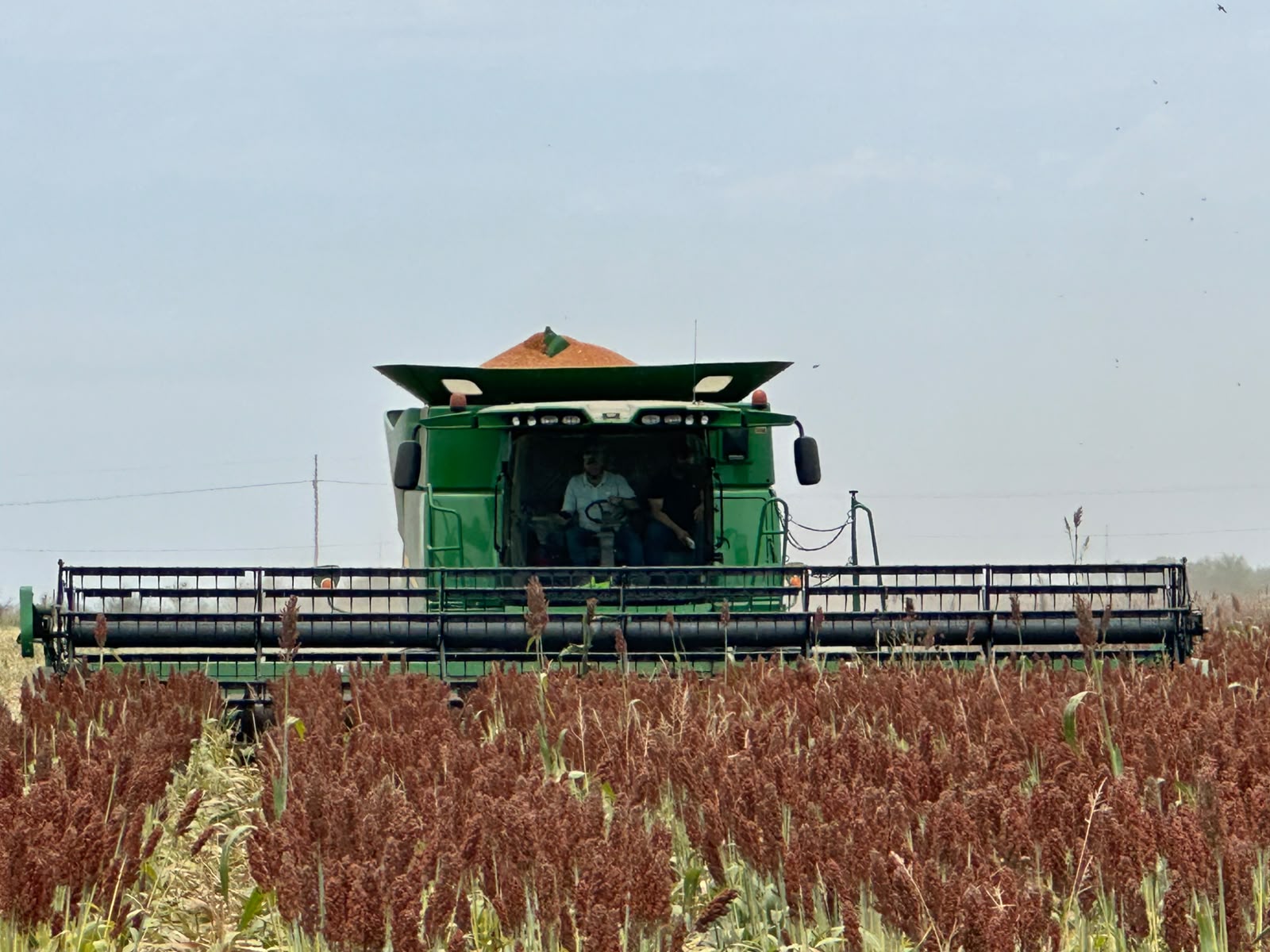 Cultivo saludable con FOEV