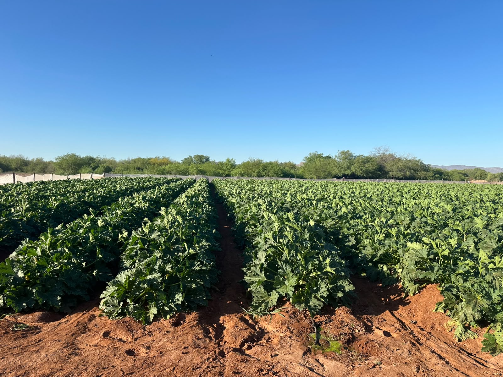 Extensión de cultivo saludable