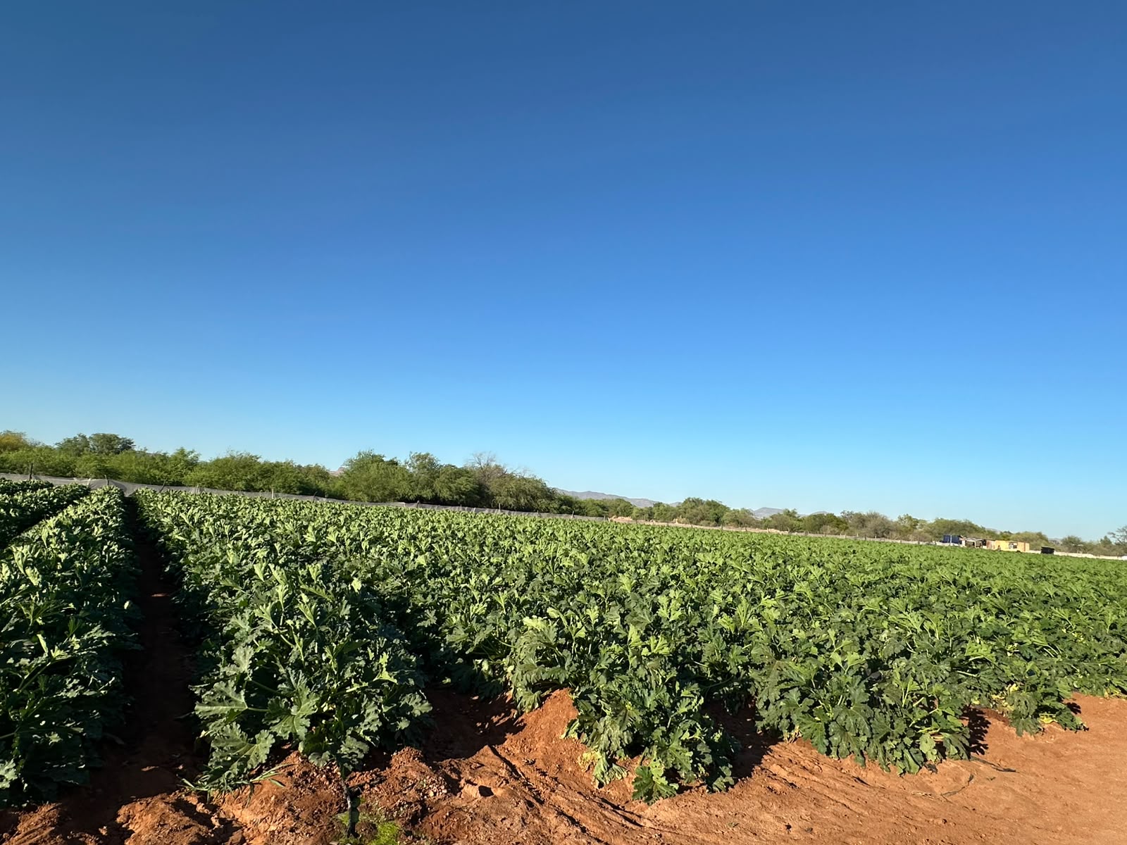 Campo de cultivo bajo cielo despejado